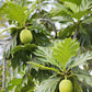 Breadfruit Tree - Arbre à Pain