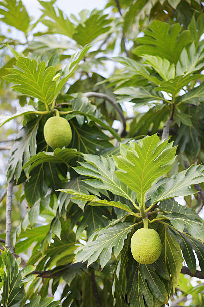 Breadfruit Tree - Arbre à Pain