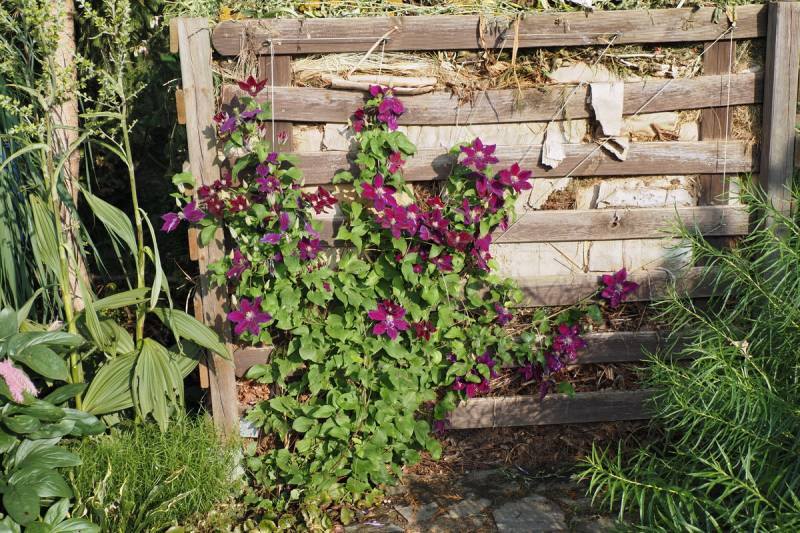 Julka Clematis Vine