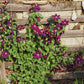 Julka Clematis Vine