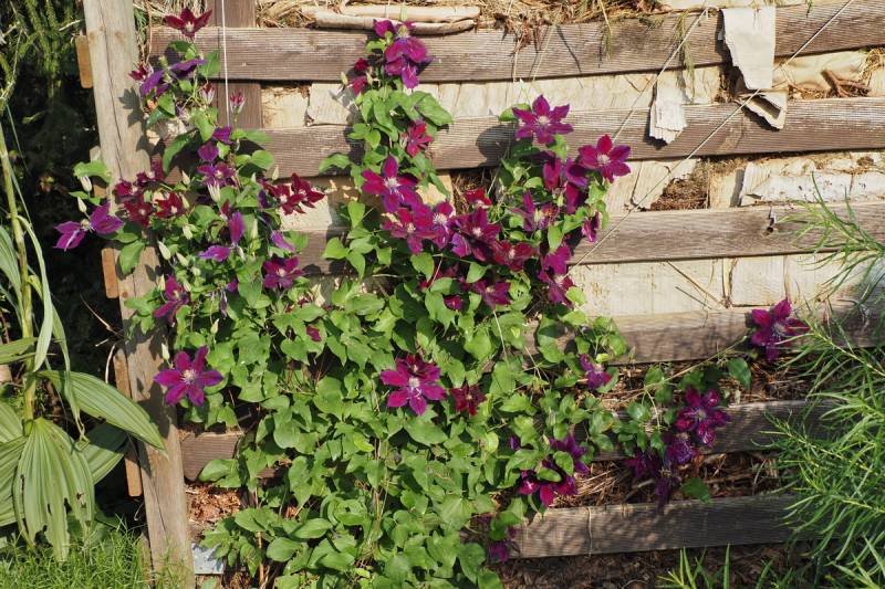 Julka Clematis Vine