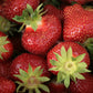 Jewel Mid Season Strawberry
