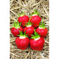Jewel Mid Season Strawberry