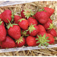 Jewel Mid Season Strawberry