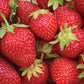 Jewel Mid Season Strawberry