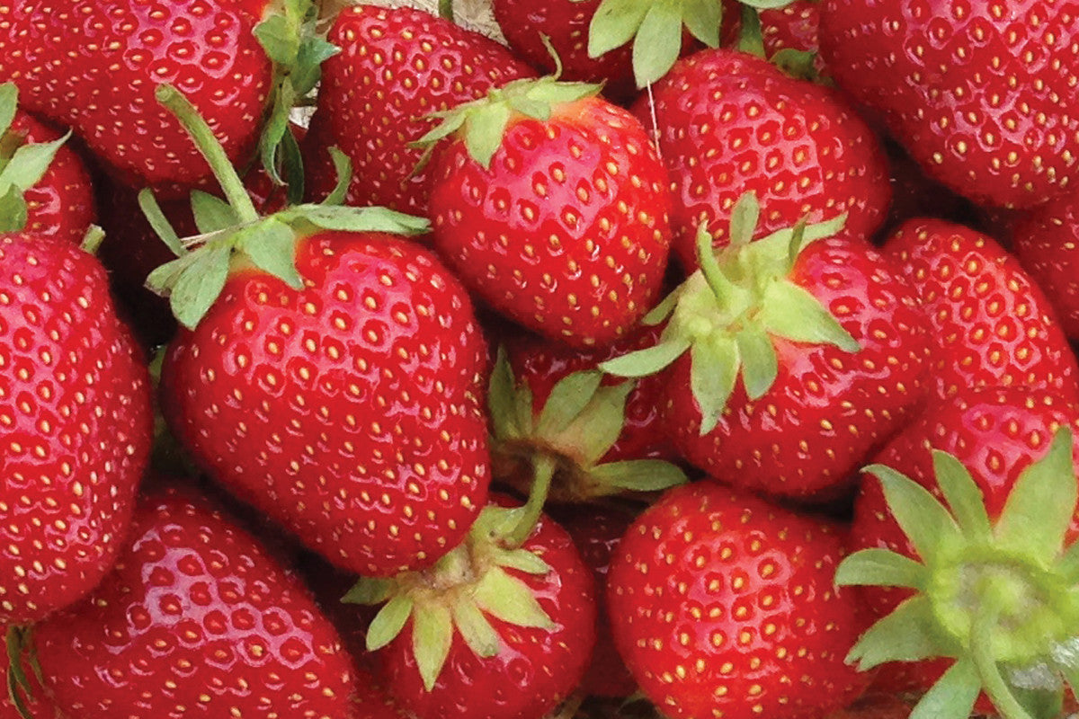 Jewel Mid Season Strawberry