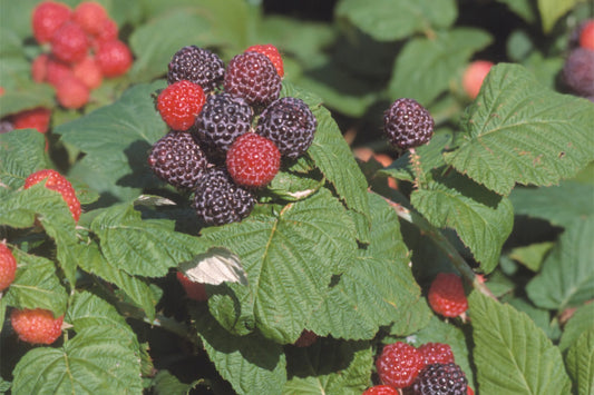 Jewel Black Raspberry Plants