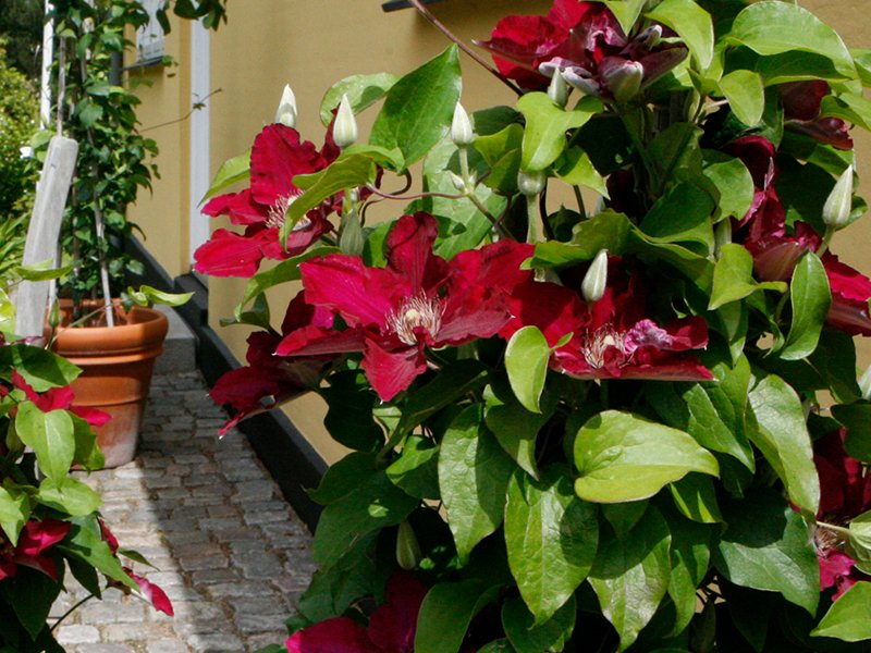 Epivo084 Jie Boulevard Clematis