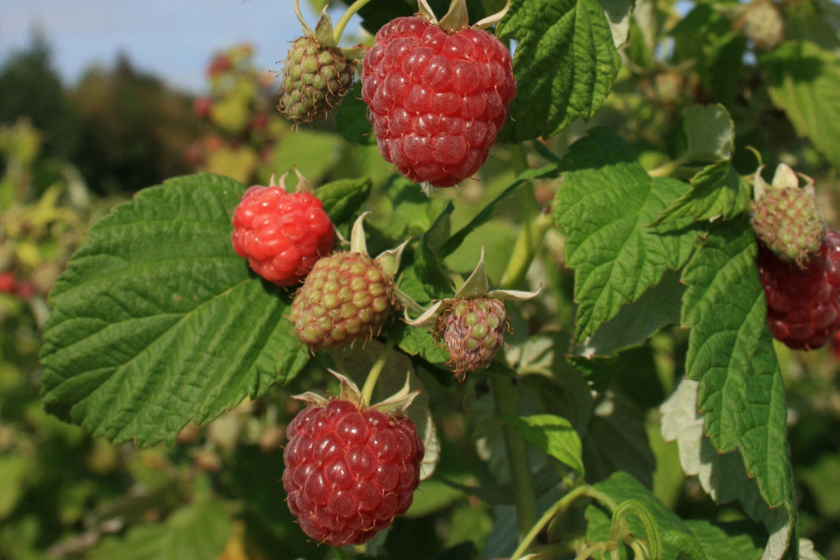 Caroline Fall Fruiting Raspberry Plant – EVERGREEN
