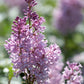 Minuet Lilac lilac plant online shopping