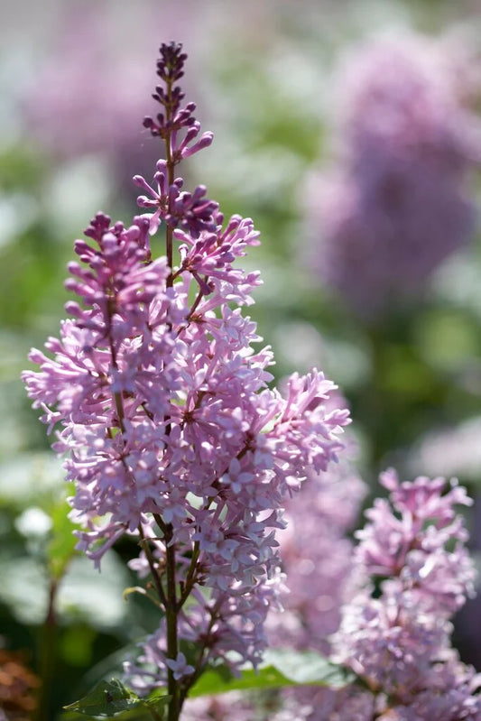 Minuet Lilac lilac plant online shopping