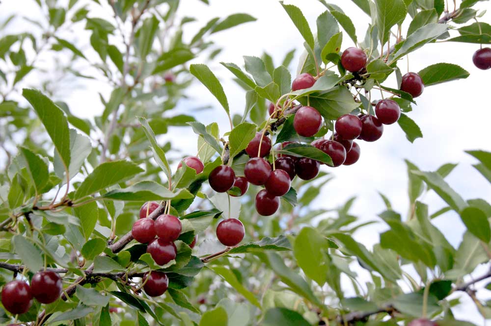 Cherry Tree - Cerisier