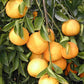 Kabosu Papeda Hybrid Budwood citrus plant material online shopping