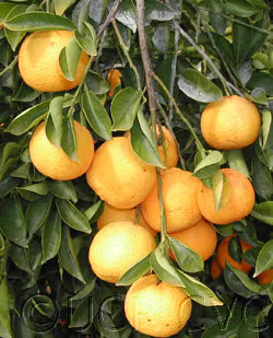 Kabosu Papeda Hybrid Budwood citrus plant material online shopping