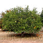 Kabosu Papeda Hybrid Budwood citrus plant material online shopping