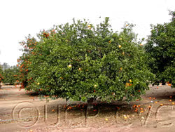 Kabosu Papeda Hybrid Budwood citrus plant material online shopping