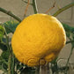 Kabosu Papeda Hybrid Budwood citrus plant material online shopping