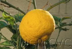 Kabosu Papeda Hybrid Budwood citrus plant material online shopping