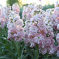 Katz Cherry Blossom Seeds online shopping