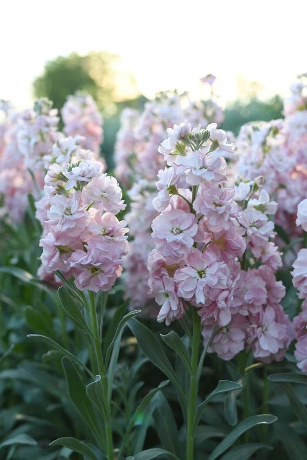 Katz Cherry Blossom Seeds online shopping