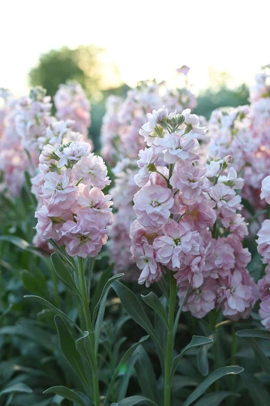 Katz Cherry Blossom Seeds online shopping