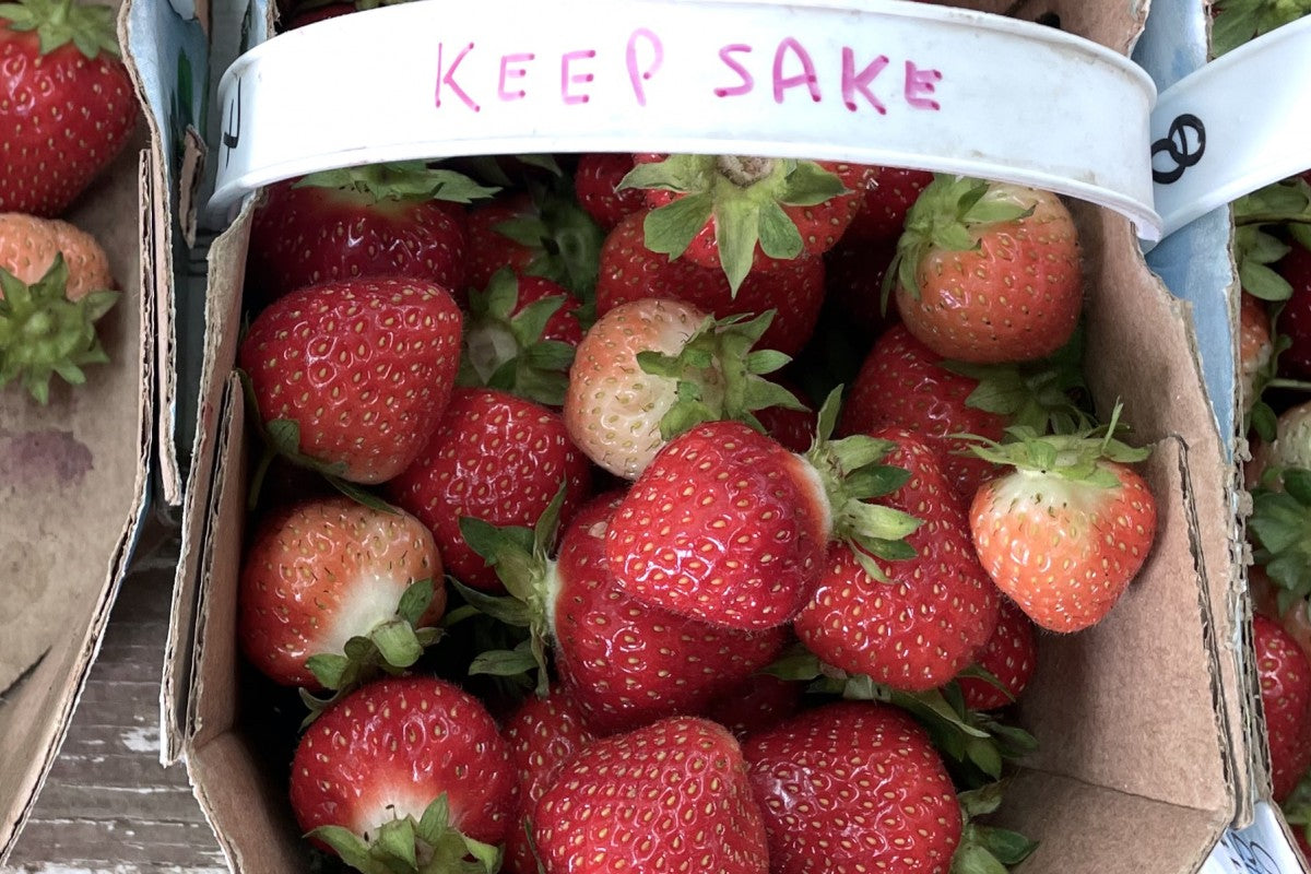 Keepsake Mid Season Strawberry