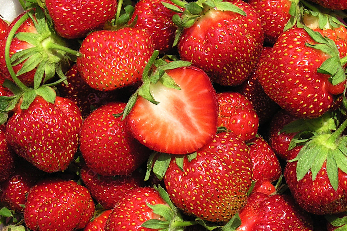 Kent Mid Season Strawberry