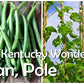 Kentucky Wonder Brown Bean Seeds online shopping