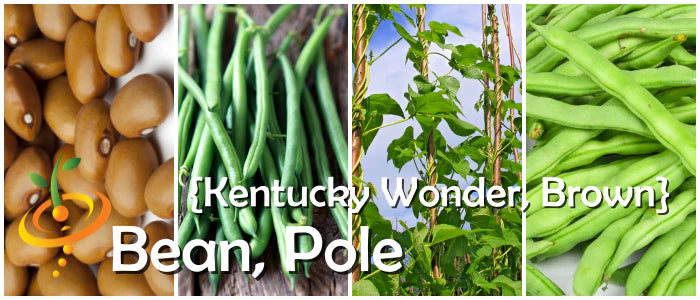 Kentucky Wonder Brown Bean Seeds online shopping
