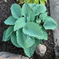 Skywriter Hosta Plant