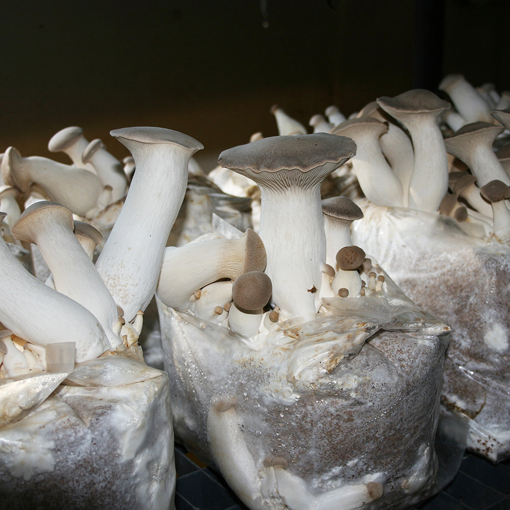 King Oyster Mushroom - Pleurote Roi