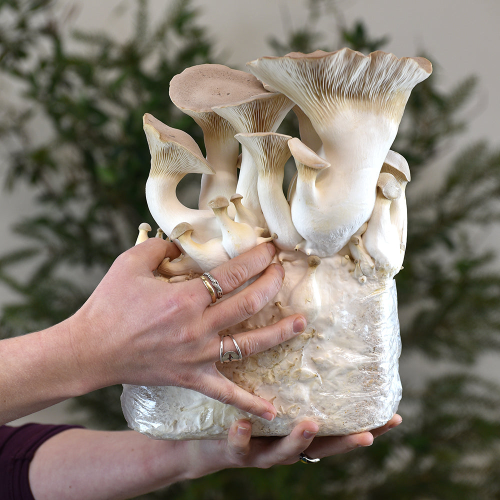 King Oyster Mushroom - Pleurote Roi