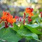 Scarlet Emperor Runner Bean Seeds online shopping