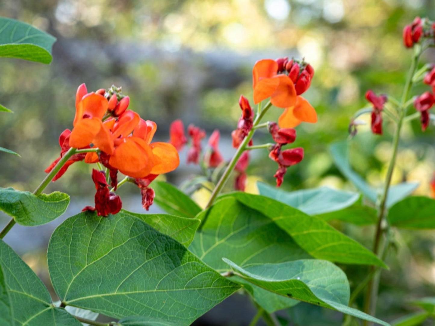 Scarlet Emperor Runner Bean Seeds online shopping