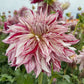 Knight’s Armour Dahlia