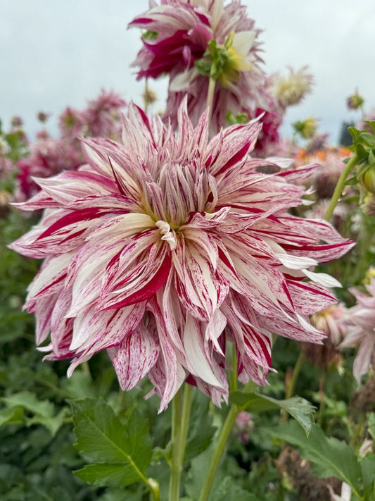 Knight’s Armour Dahlia