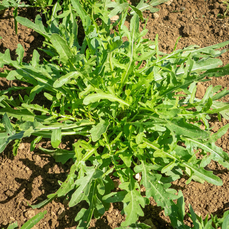 Sylvetta Arugula Seeds online shopping