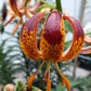 Arabian Knight Heirloom Martagon Lily