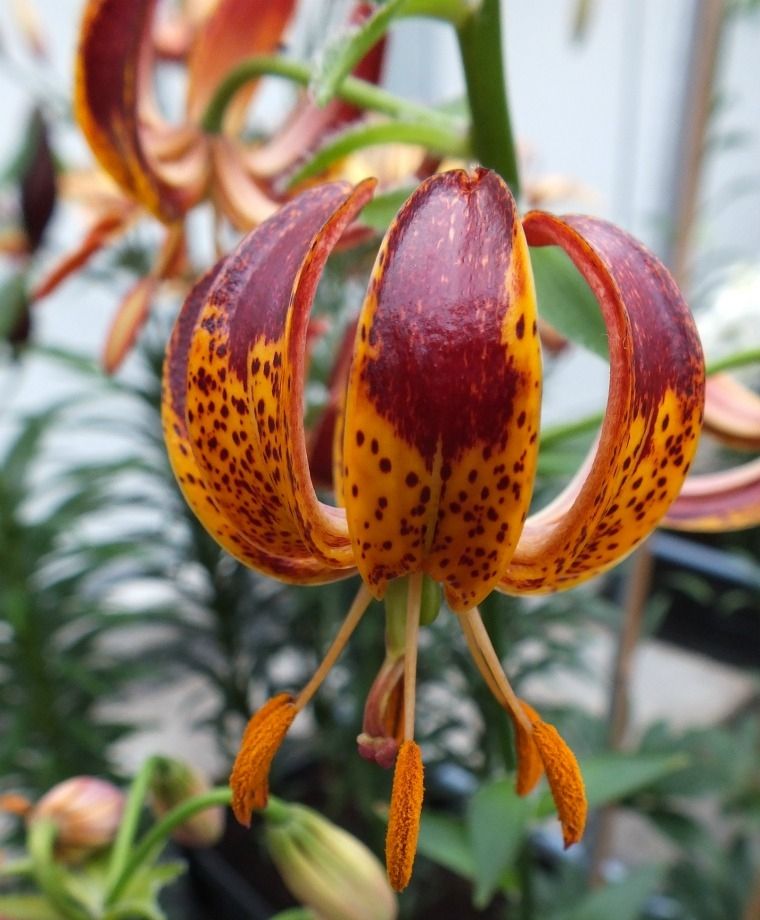 Arabian Knight Heirloom Martagon Lily