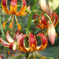 Arabian Knight Heirloom Martagon Lily