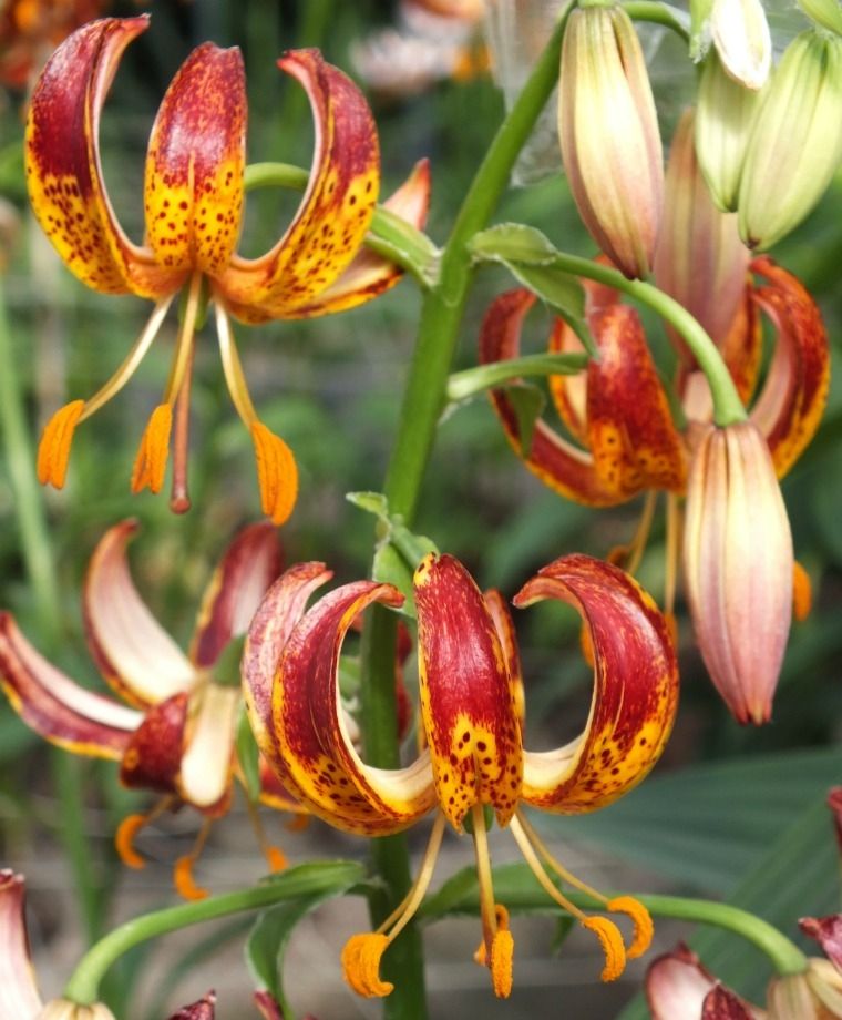 Arabian Knight Heirloom Martagon Lily