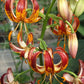 Arabian Knight Heirloom Martagon Lily