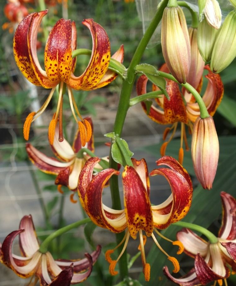 Arabian Knight Heirloom Martagon Lily