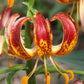 Arabian Knight Heirloom Martagon Lily
