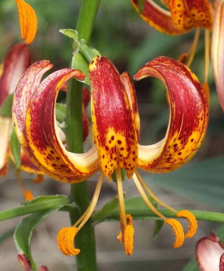 Arabian Knight Heirloom Martagon Lily