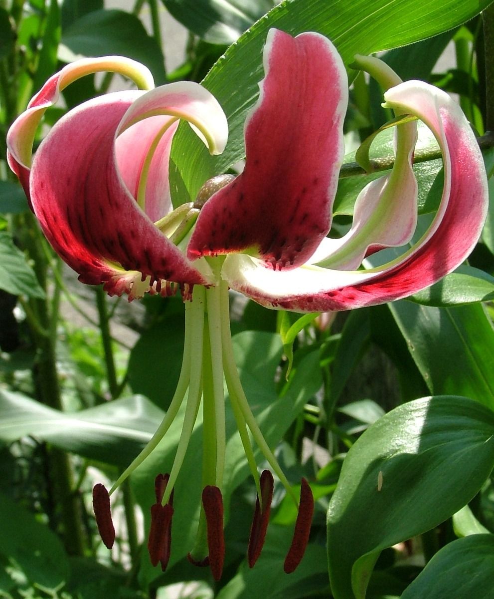 Black Beauty Heirloom Henryi x Speciosum Lily