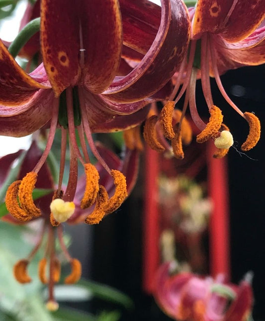 Claude Shride Heirloom Martagon Lily