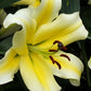 Conca d'Or Oriental x Trumpet Lily