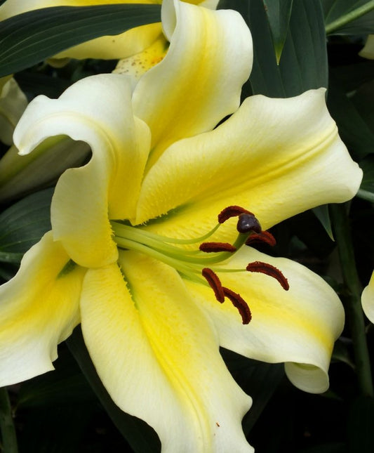 Conca d'Or Oriental x Trumpet Lily