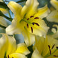 Conca d'Or Oriental x Trumpet Lily